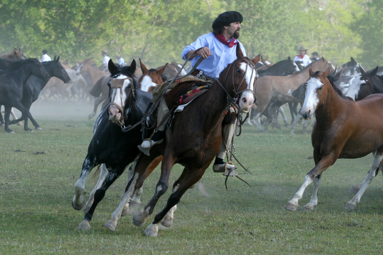 Gaucho and its tropilla in an entrevero