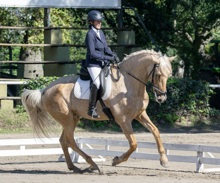 Pampero SCH, Spanish bred, competing