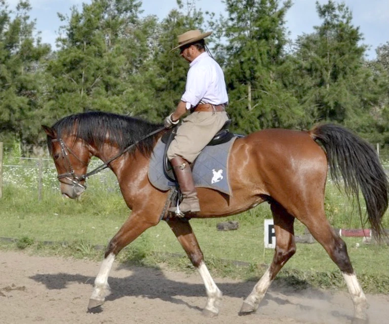 Solaguayre Celtino, Cesiel's half brother. 2023 National Champion in his category