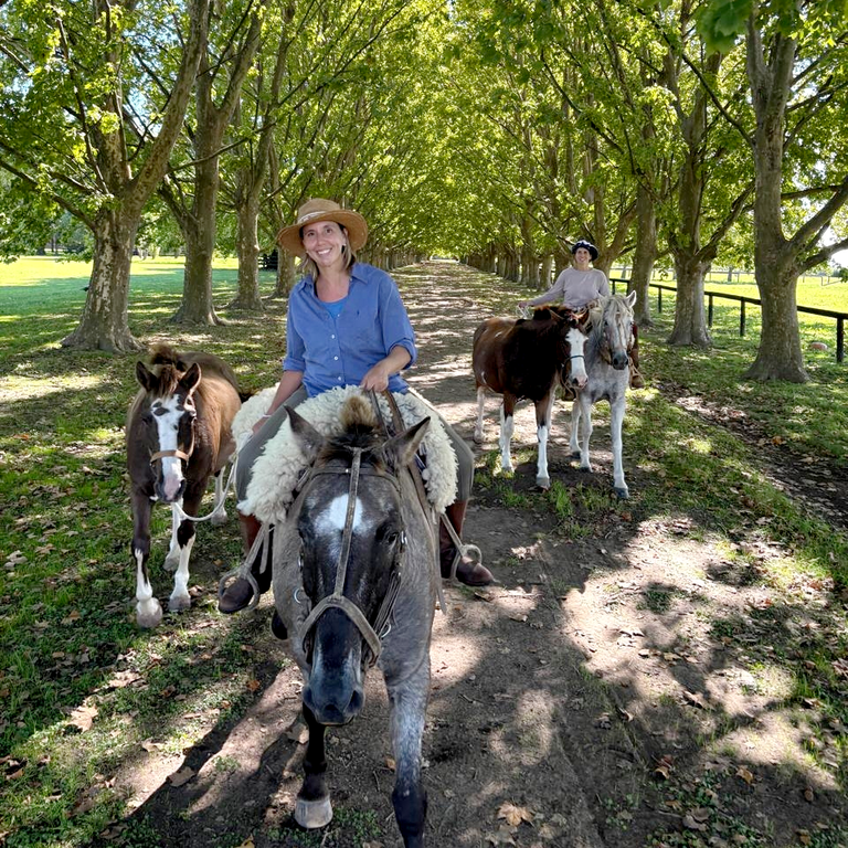 Male bringing the horses